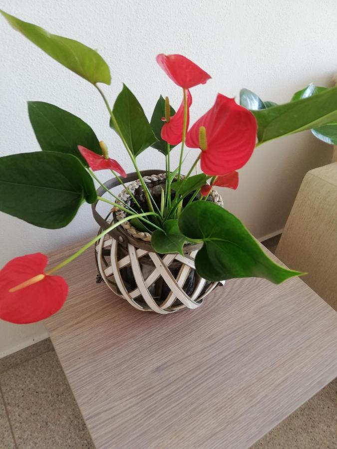 Denis Studios And Apartments Paralia Katerinis Ngoại thất bức ảnh